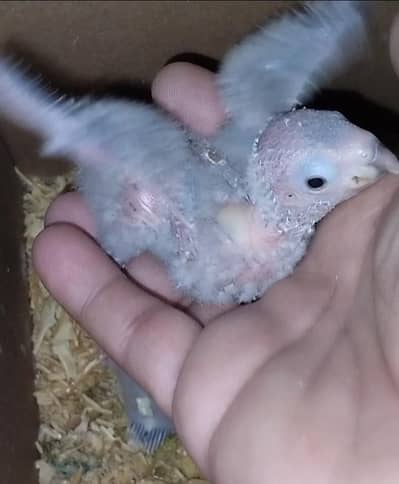 Yellow sided conure chicks- 03214382921