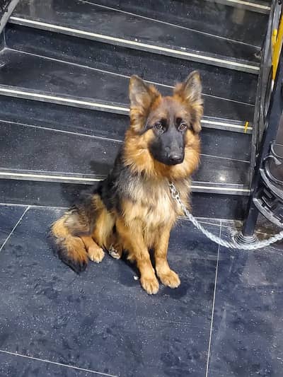 german shephered dog/ female black and tan / champion bloodline