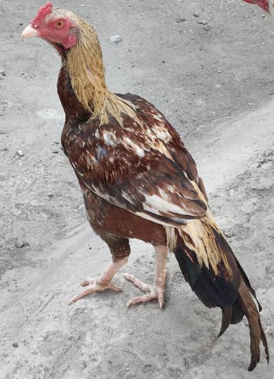 pure Quality Aseel murga