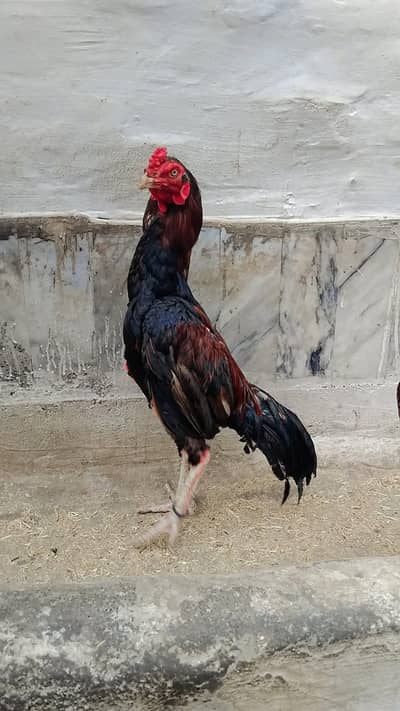 Lakha Aseel Available for sale