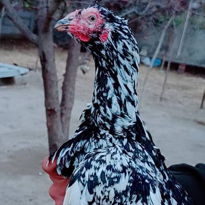 Pure Aseel females | Kruk