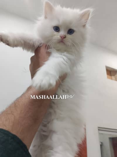 Persian Blue eyes kittens