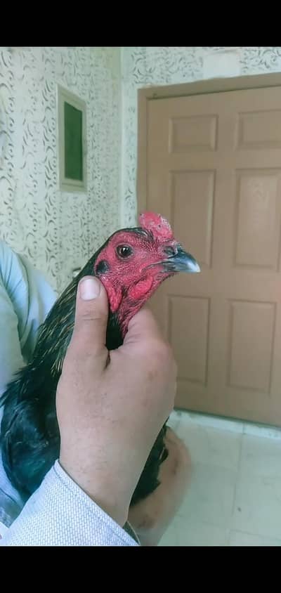 burmi+vait patha 4sale