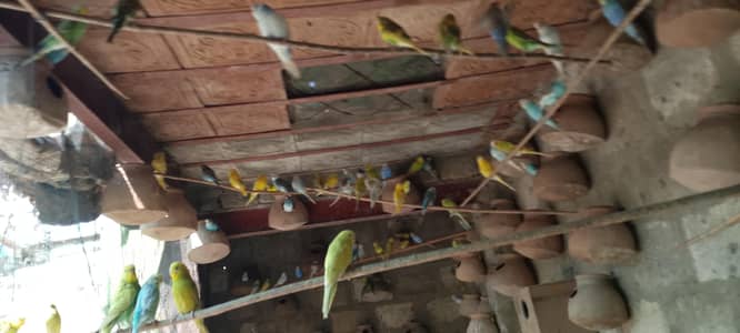 Breeder Budgies colony for sale