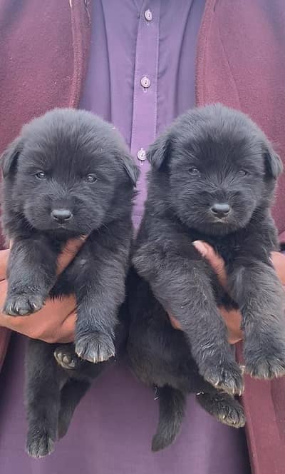 German Shepherd | black n tan Shepherd puppy | gsd dog | puppies