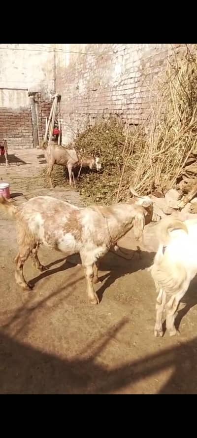 Dumba & Bakra for sale