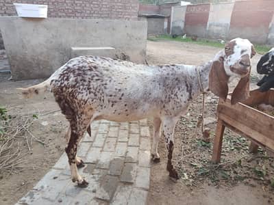 Makhi cheeni mix breed 3 months pregnant
