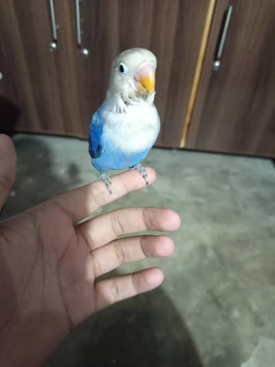 hand tame love bird