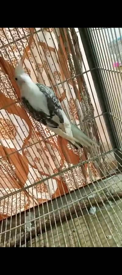 v paid male nd butterfly  female bondeed pair