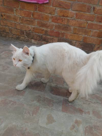 Persian double coated cat