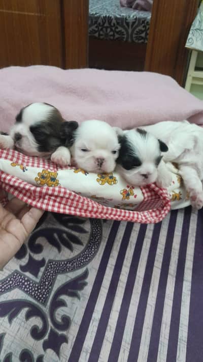 shih tzu puppies