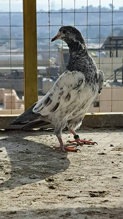 Teddy kabutor-چوحدری سخی بھٹی(chsakhibhatti blood line)