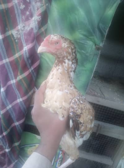 Quality aseel hen for sale what's app 03023737562