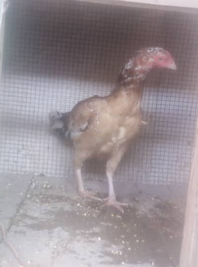 Quality aseel hen sold hu gai hai