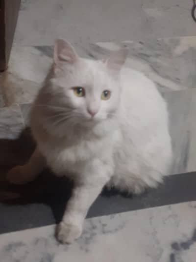 Persian cat for sale