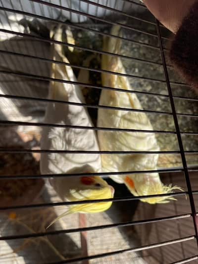 coctail beautiful breedar pair