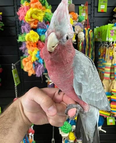 ROSE  BREASTED COCKATOO