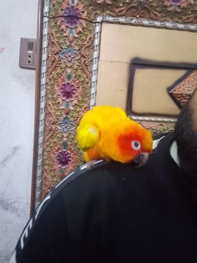 Sun conure Dna Nahi krvaya
