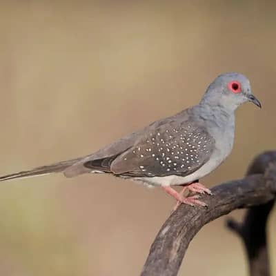 Diamond doves colony