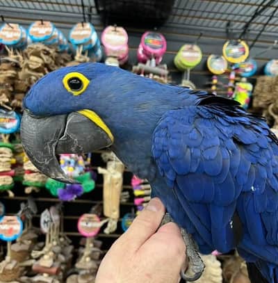 HYACINTH MACAW
