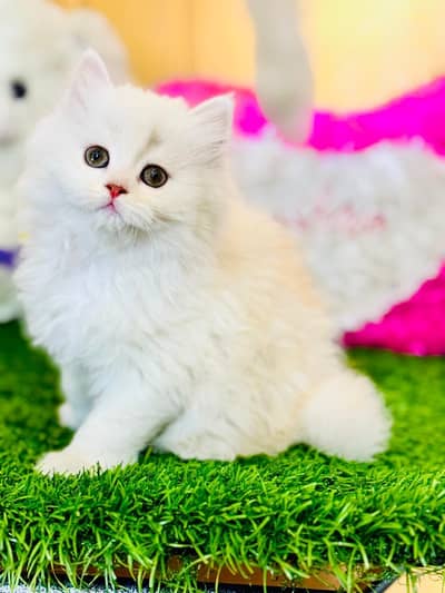 Persian kitten available contact number 0329-7533119