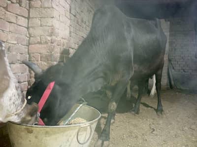 Cow With Male Baby 5Kg Dodh