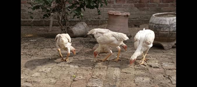 WHITE SHAMO PATHAY | HEERA CHICKS