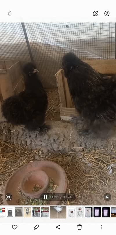 Pure Silke ,five fingers blue ear, Black and white