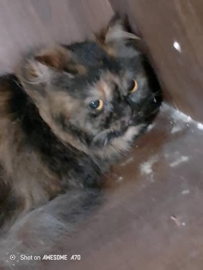 WhatsApp number 03260516070