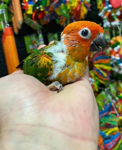 RED FACTOR SUN CONURE