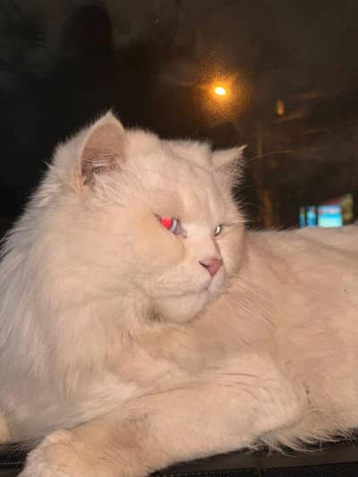 Persian male cat