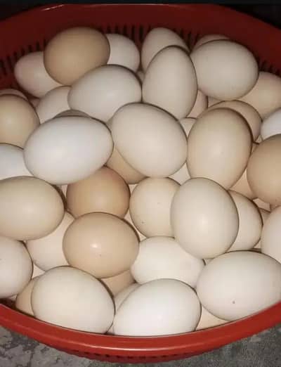 Pure Australorp k fertile eggs available han