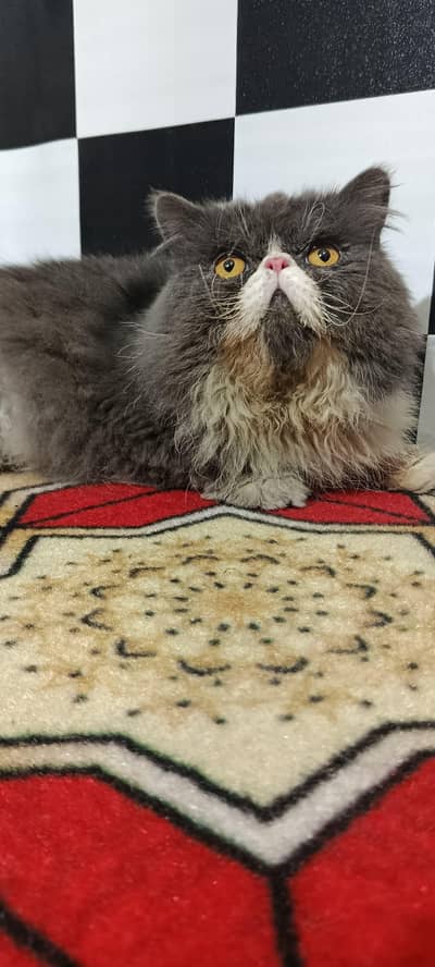 piki face male available for (stud)