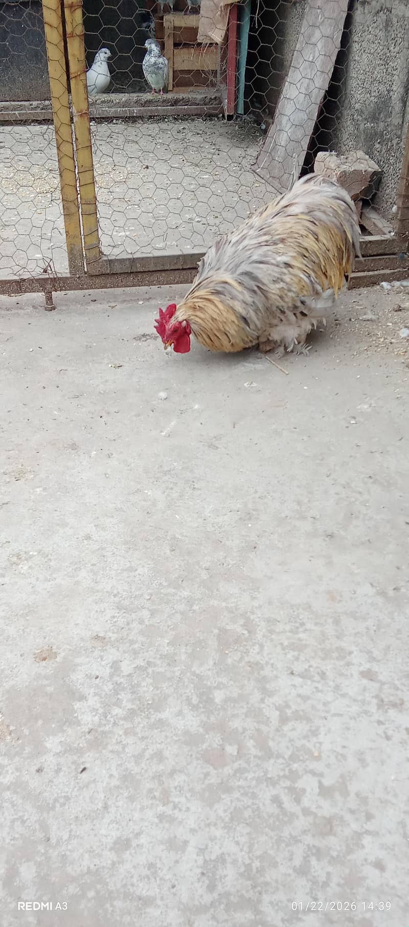 bantam 0