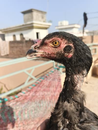 Aseel pure mianwali pathi