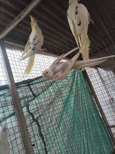 18 pieces per piece 2500