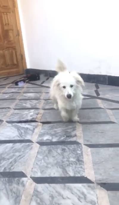 Whtsp pa content kary 03708107220