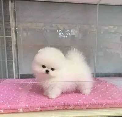 Pomeranian puppies 03425655411