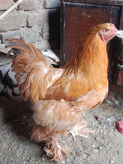 golden buff havey breeder male