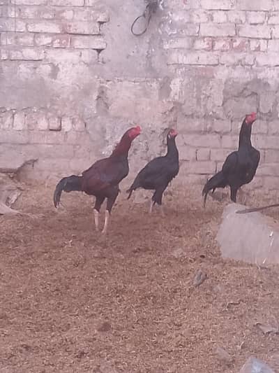 3 murga 2 Thai ak Pakistan  2 black  thai or ak paistan a ki eys black