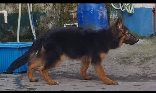top quality German shaferd  male puppy