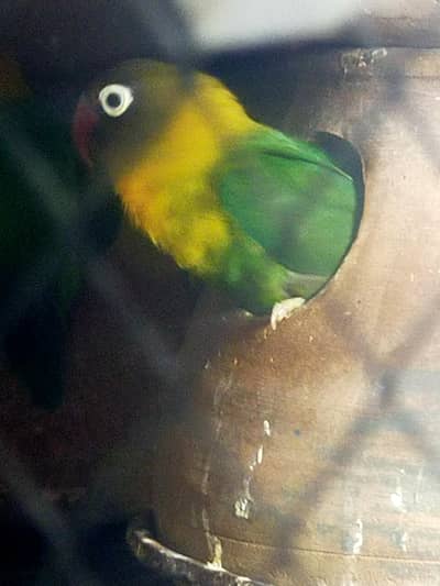 lovebird pair for sale. 0325. . . 75. . 80975