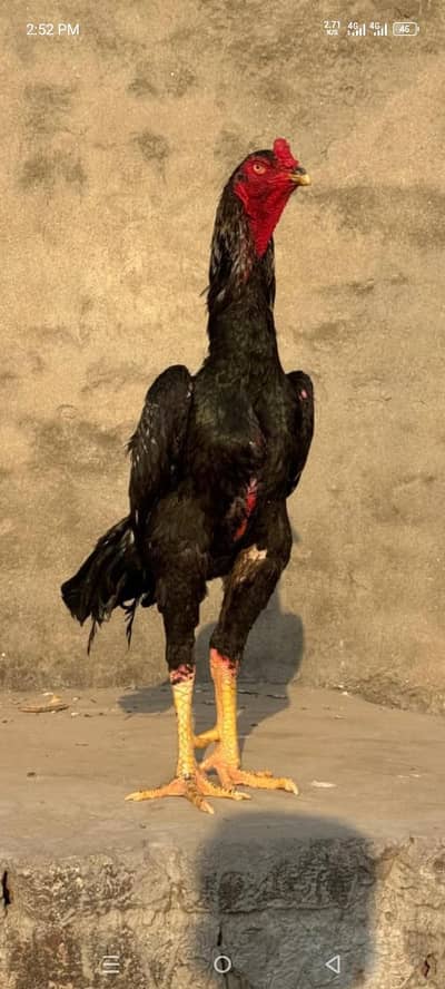 Aseel shamo Pair (eggs Dena shuru krdya hy) (03084222243)