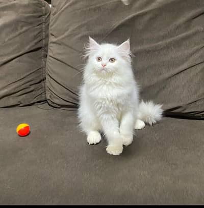 Persian cat triple quote 5 face mein later train