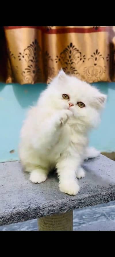 Persian kitten triple long coat and littler Trend/0331/7823482/