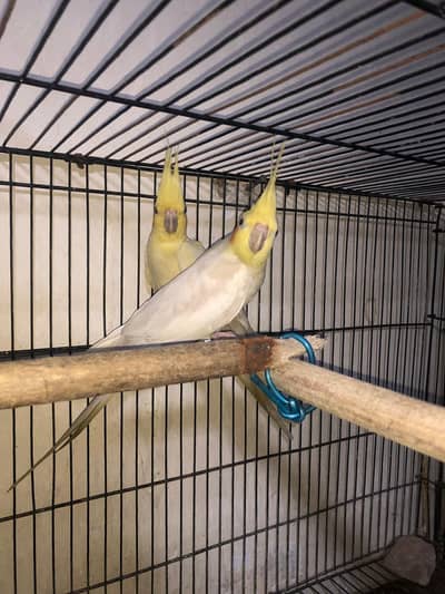 brownz fellow cockatiel pair with eggs(read dscription carefully)