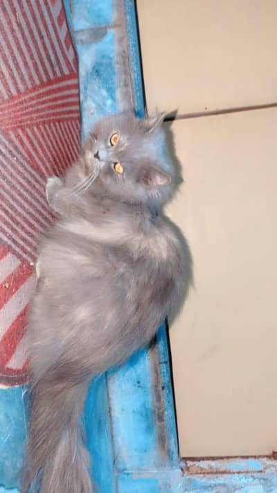 female cat persian