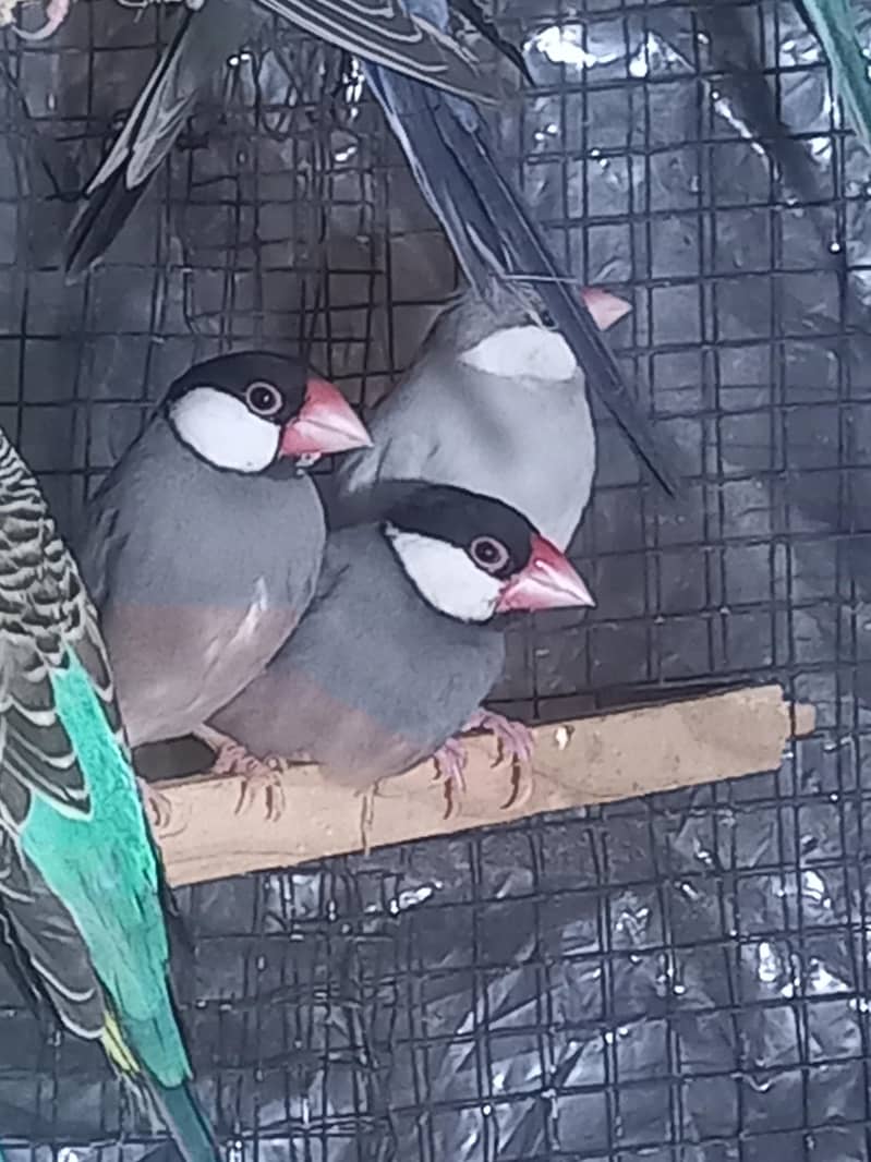 java bird for sale 2