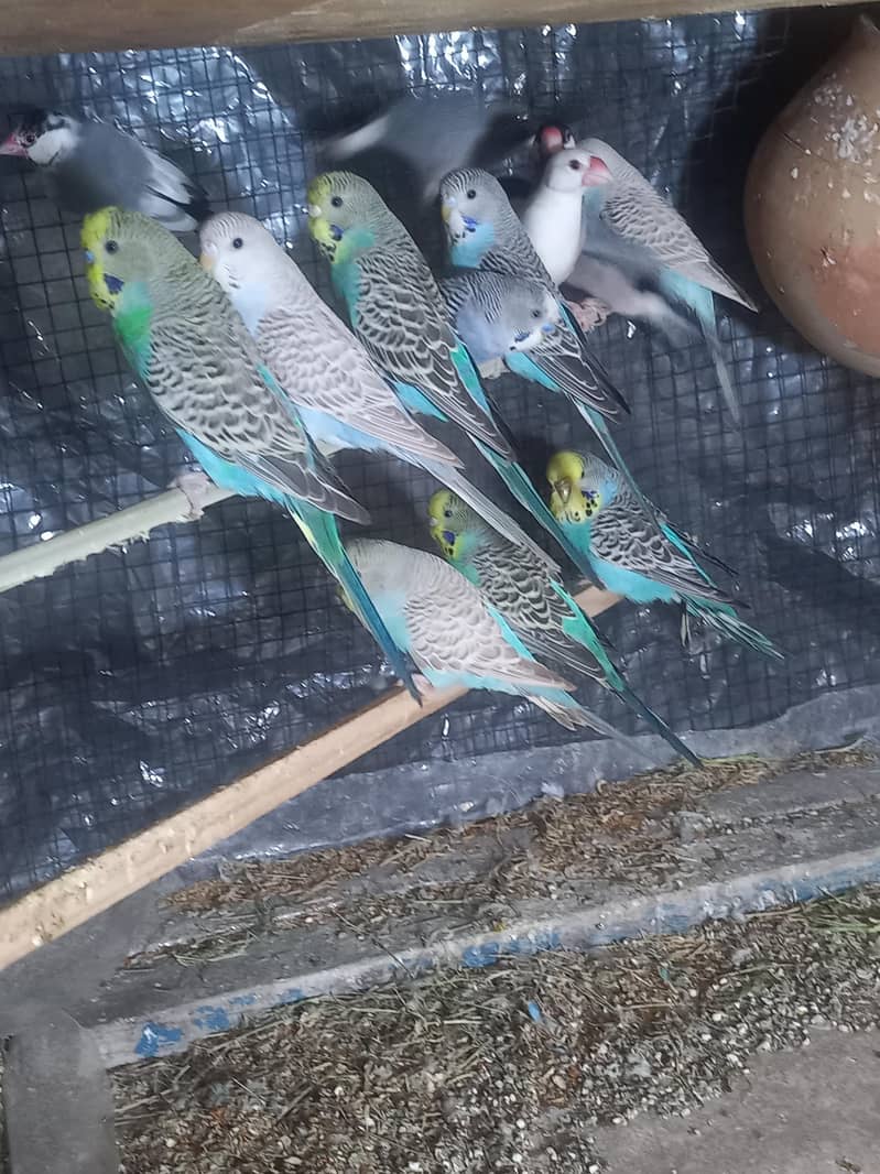 java bird for sale 3