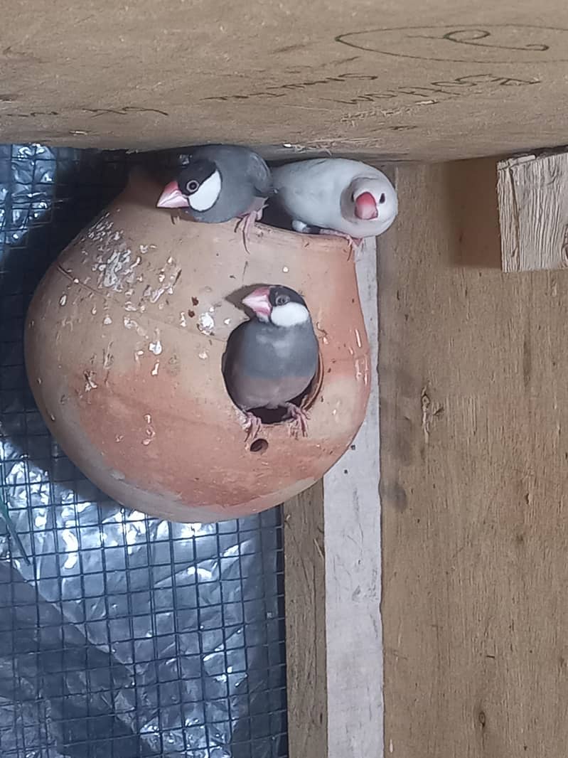 java bird for sale 4